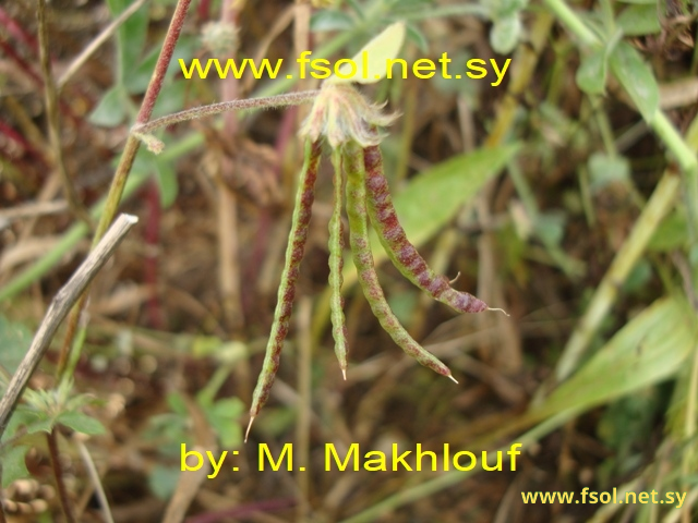 Lotus ornithopodioides L.